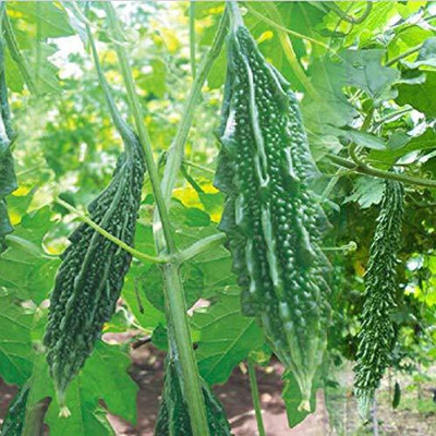 Cloud Farm Bitter Gourd/Karela/Bitter Melon Gardebnibg Vegetable Seed(75 per packet)