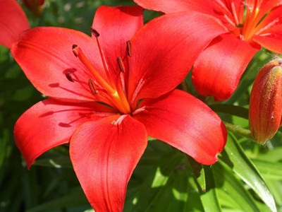 zabbus Aisatic Lily Red Flower Bulbs Imported Flower Bulbs for Winter Season Seed(40 per packet)
