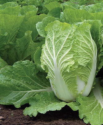 Flipkart SmartBuy Chinese Cabbage Seed(30 per packet)