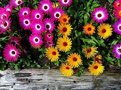 CYBEXIS Ice Plant Mixed (Winter) Flower Seeds Seed(50 per packet)
