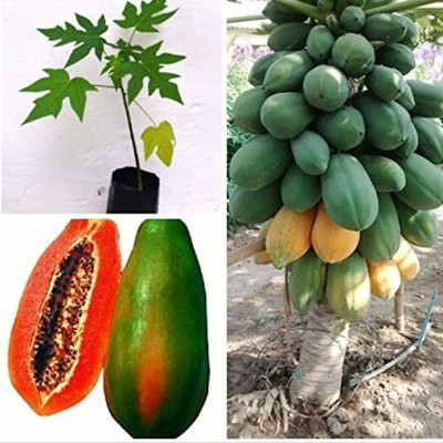 MAMONI TRADERS Hybrid Papaya,papaya,pepe Seed(50 per packet)