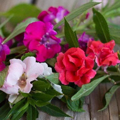 BDSresolve balsam flower seeds for garden/balsam seeds 20 Seed(20 per packet)