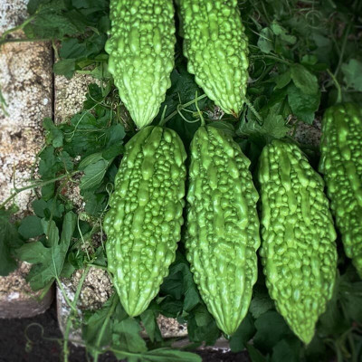Cloud Farm Hybrid Bitter gourd Seeds 37 Seed(37 per packet)