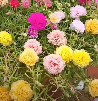 Qausain Portuluca Mixed / Rose Seed(20 per packet)