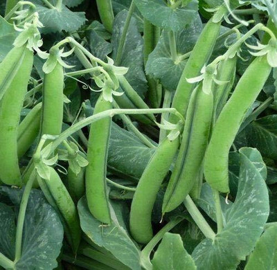 Qualtivate ™ Vegetable Seeds Garden Pea Matar Organic-100 Seed Seed(100 per packet)