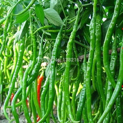 LIFELEX Chilli Plant Seed(45 per packet)
