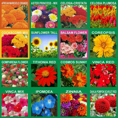 FLARE SEEDS 20 Variety Flower Seeds Combo Seed(20 per packet)