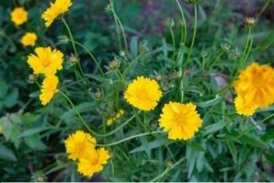 Lorvox Coreopsis Mix Color Flower Seed(145 per packet)