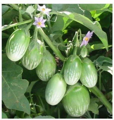 SUAA Brinjal, bengan Vegetable Seed(610 per packet)
