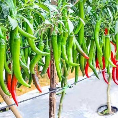 LIFELEX Green Chilli Pepper Hybrid Seed(70 per packet)