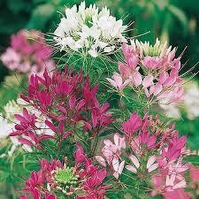 GARDENIFY INIDA GARDENIFY INIDAMIXED CLEOME SPIDER ENSEMBLE: A RIOT OF COLOR AND CHARM Seed(20 per packet)