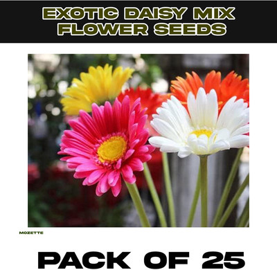 Mozette Exotic Daisy Mix Flower Seed Seed(25 per packet)
