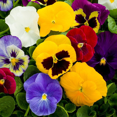 Lorvox Pansy Flower Seed(70 per packet)