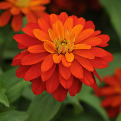 jkfarm Zinnia Mix color Flower Seed(30 per packet)