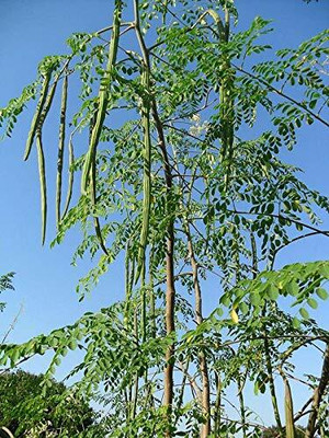 Qualtivate ICRA-5A Dwarf variety Moringa ODC three Seed(50 per packet)