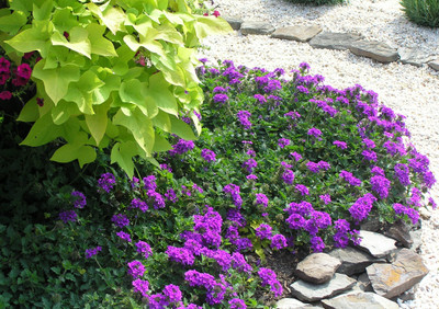 Mozette Verbena Seed(31 per packet)