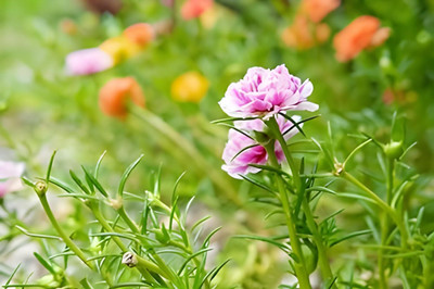 Lorvox 10'0 Clock Flower Seed(45 per packet)