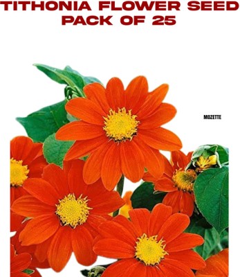 Mozette Exotic Tithonia Seed Seed(25 per packet)