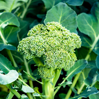 Cloud Farm Broccoli Hybrid Seed(100 per packet)