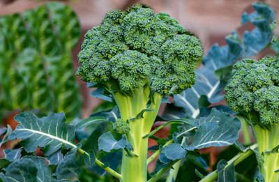 Cloud Farm Broccoli Hybrid Seed(33 per packet)