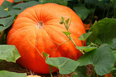 the green dotcom Orange Pumkin seeds Seed(51 per packet)