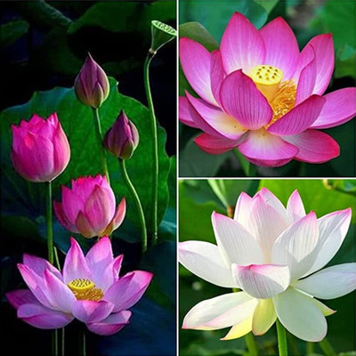 Khushi Prova lotus flower plant Seed(113 per packet)