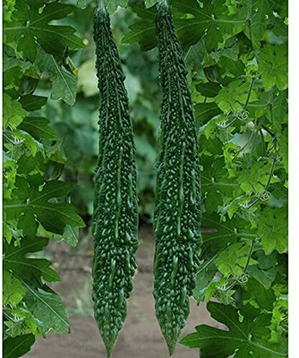 Cloud Farm Bitter Gourd (Karela) F1 Hybrid Imported Vegetable Seed(10 per packet)