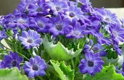 XOLDA Exotic cineraria Seed(25 per packet)