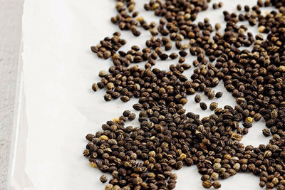 Farmonix Papaya Seeds Seed(50 per packet)
