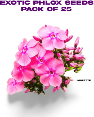 XOLDA Exotic philox seeds Seed(25 per packet)