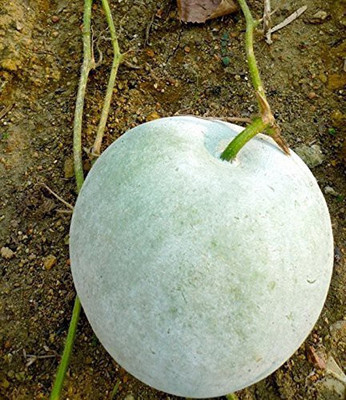 Cloud Farm AshGourd/Peta Seed(15 per packet)