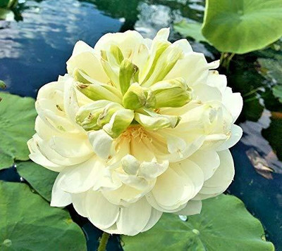 KNESSiN Double Flowered June Snow Lotus-{100 Seeds} Seed(100 per packet)
