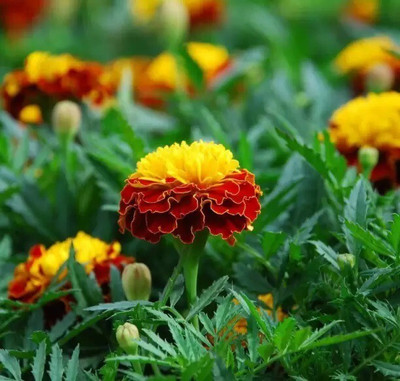 BHUSAN merigold seeds, genda phool seeds Seed(500 per packet)