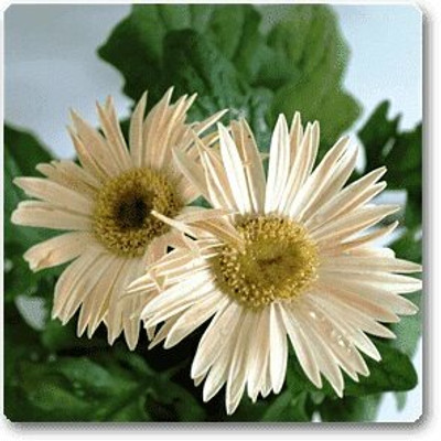 XOLDA Exotic daisy white Seed(37 per packet)