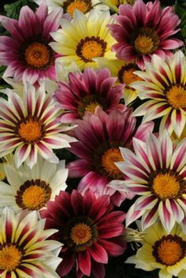 Mozette Gazania flower Seed(1 per packet)