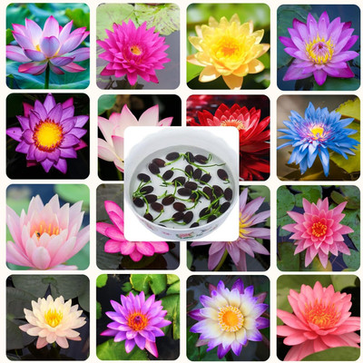 LPR Lotus seeds Seed(50 per packet)