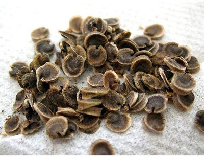 HAMPHU Hollyhock Seed(25 per packet)
