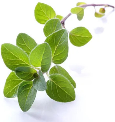 XOLDA Organic oregano herb Seed(39 per packet)