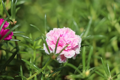 Lorvox 9'0 Clock Flower Seed(75 per packet)