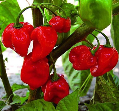 Qualtivate PUAS-1A Capsicum Red Colour Seed(100 per packet)