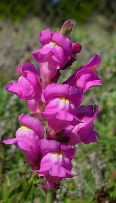 Lorvox Antirrhinum/Snapdragon/Dog Flower Dwarf Flower Seed(105 per packet)