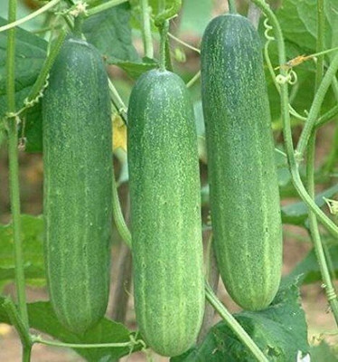 SUAA Cucumber (Khira) Seeds for Kitchen Gardening Seed(50 per packet)