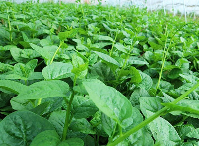 Cloud Farm High Yield Basella alba Hybrid Malabar Spinach Seed(45 per packet)