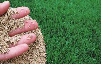 the green dotcom Growing bermuda grass from seed for garden Seed(4000 per packet)