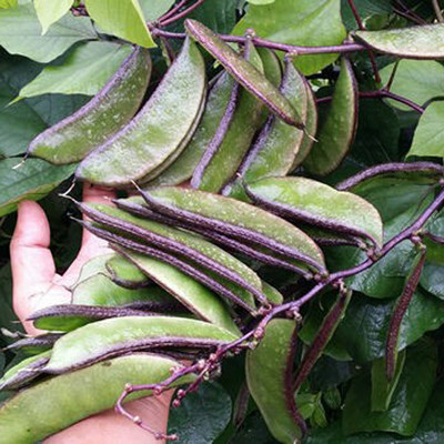 SREE Runner Beans Seed, Organic Gardening Vegetable Seed, Runner Beans, Sim Hybird Seed(25 per packet)