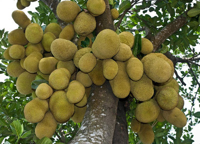 BHUSAN Organic galaxy jack fruit vegetable hybrid seeds 1-packet Seed(105 per packet)