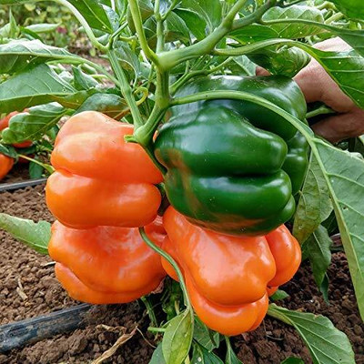 Qualtivate GBPT-4A ORANGE CAPSICUM SIMLAMIRCHI SEEDS Seed(100 per packet)