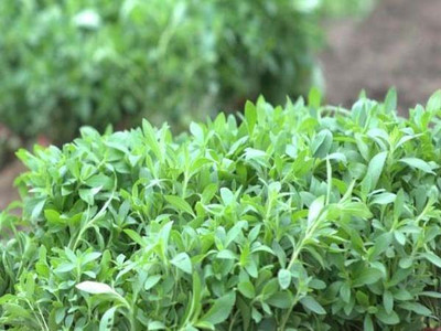 Seedsqlty Italian sweet basil seeds, high germination (100 seeds) Seed(100 per packet)