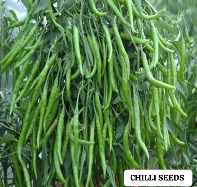 SUAA CW44 CHILLI (MIRCH OR MIRCHI) BEST QUALITY Seed(110 per packet)