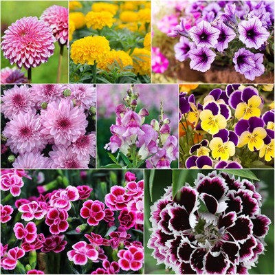 ibains Very best quality seeds combo flower Seed(37 per packet)